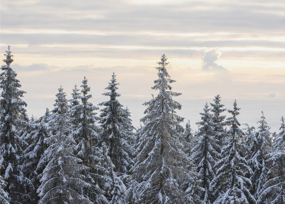 Snow Covered Trees 8 | Poster