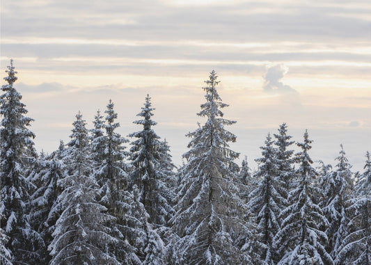 Snow Covered Trees 8 | Poster