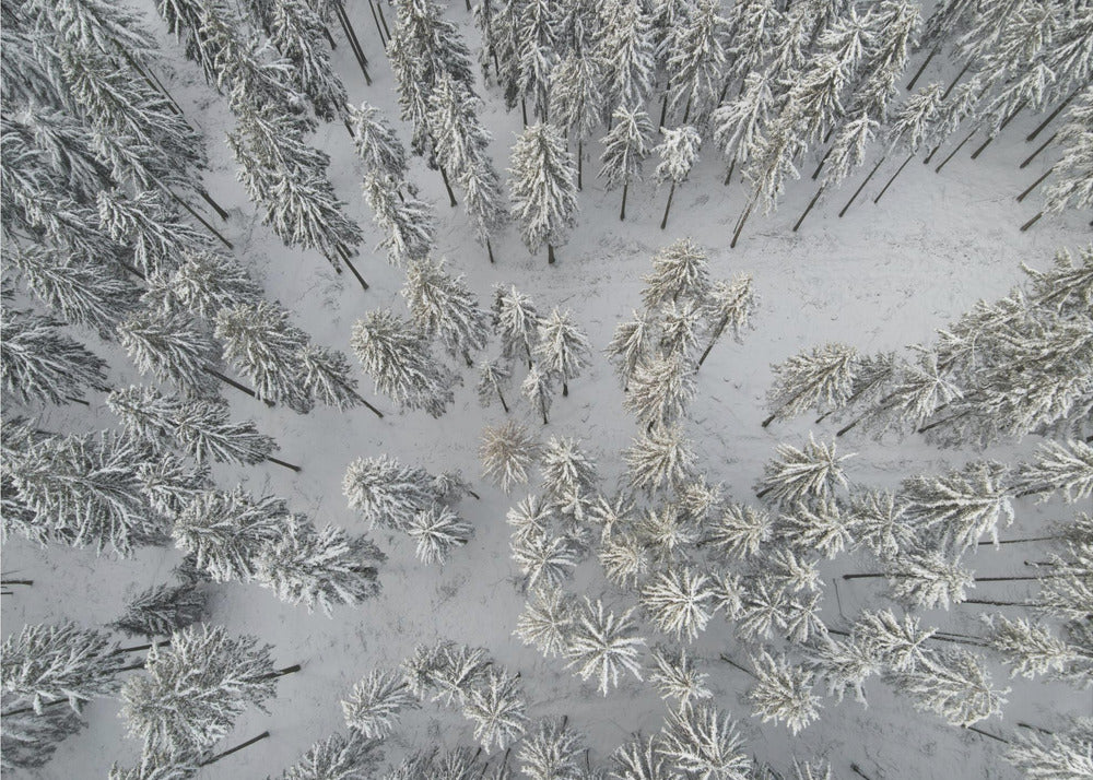 Snow Covered Trees 3 | Poster