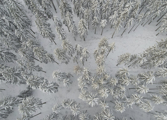 Snow Covered Trees 3 | Poster