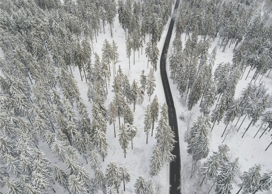 Snow Covered Trees 5 | Poster