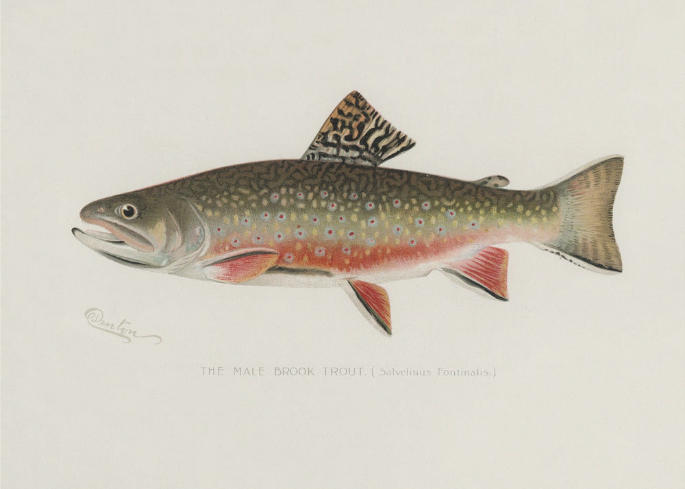 Male Brook Trout | Poster
