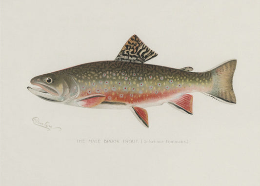 Male Brook Trout | Canvas