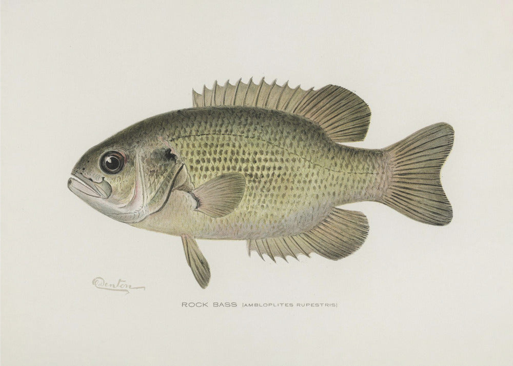 Rock Bass (ambloplites Rupestris) By Sherman F. Denton (1856 1937) | Poster