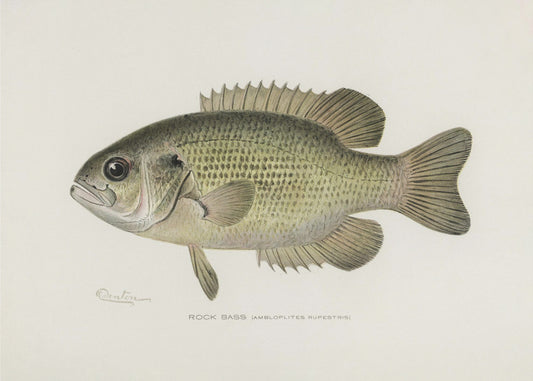 Rock Bass (ambloplites Rupestris) By Sherman F. Denton (1856 1937) | Poster