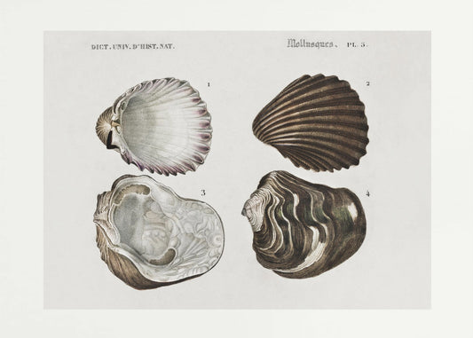 Sealife III | Canvas