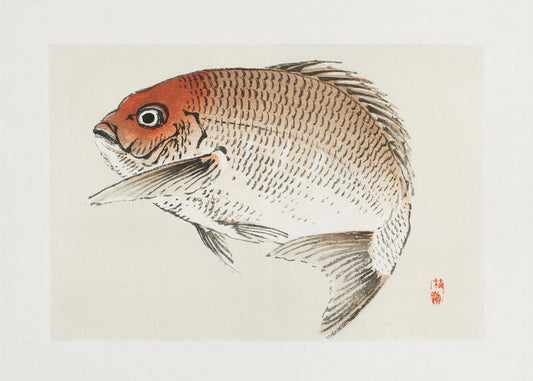 Tai (red Seabream) Fish | Canvas