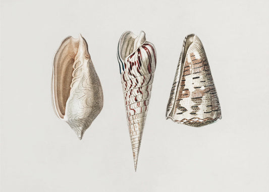 Three Mollusks Crop | Poster