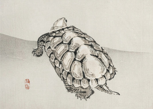 Turtle | Poster