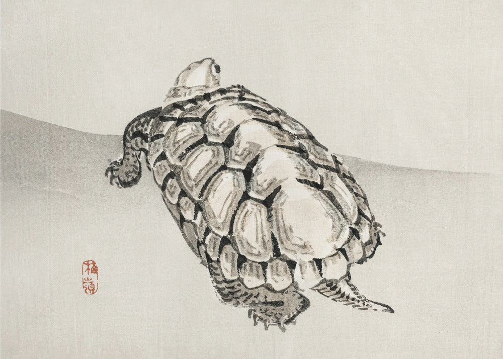 Turtle | Canvas