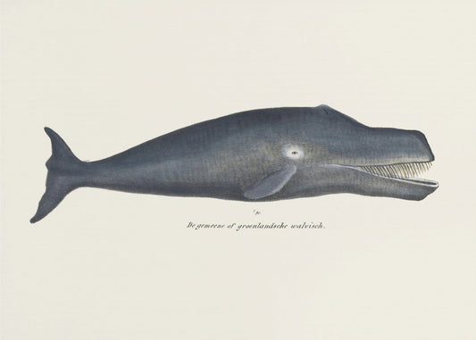 Whale I Antique Handcolored Sealife Lithograph 1824 | Canvas