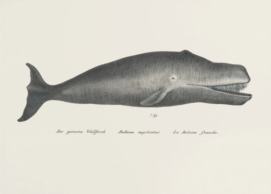 Whale Ii Antique Handcolored Sealife Lithograph 1824 | Canvas