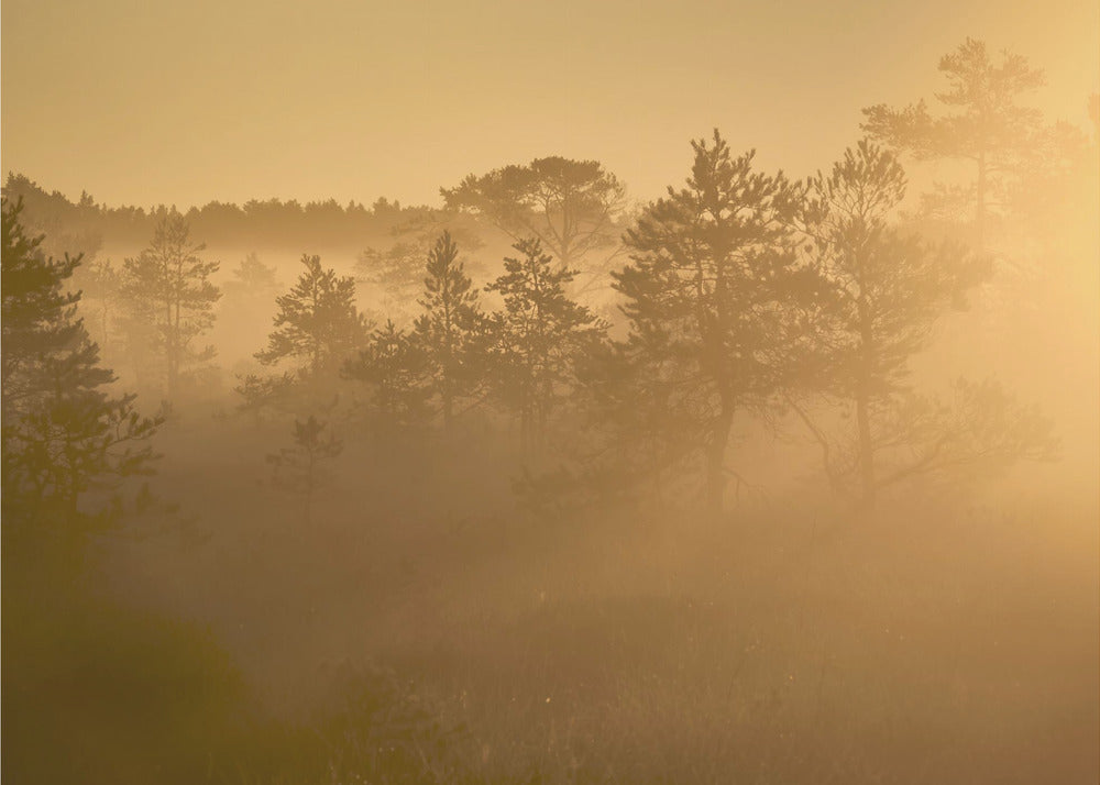 20220809  Dsf8002 1 | Wallpaper