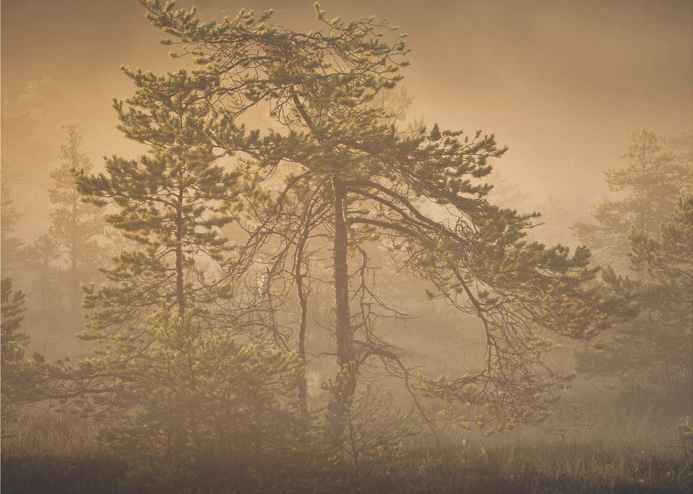 20220809  Dsf8003 1 | Poster