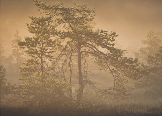 20220809  Dsf8003 1 | Canvas