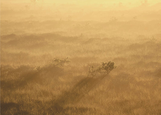 20220809  Dsf8027 1 | Poster