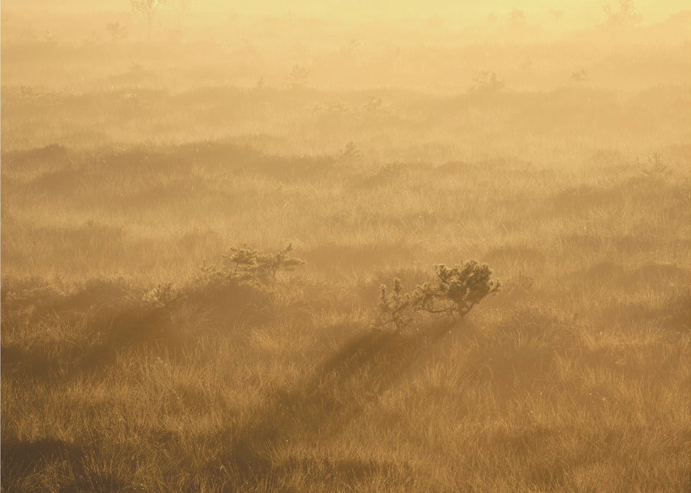 20220809  Dsf8027 1 | Canvas