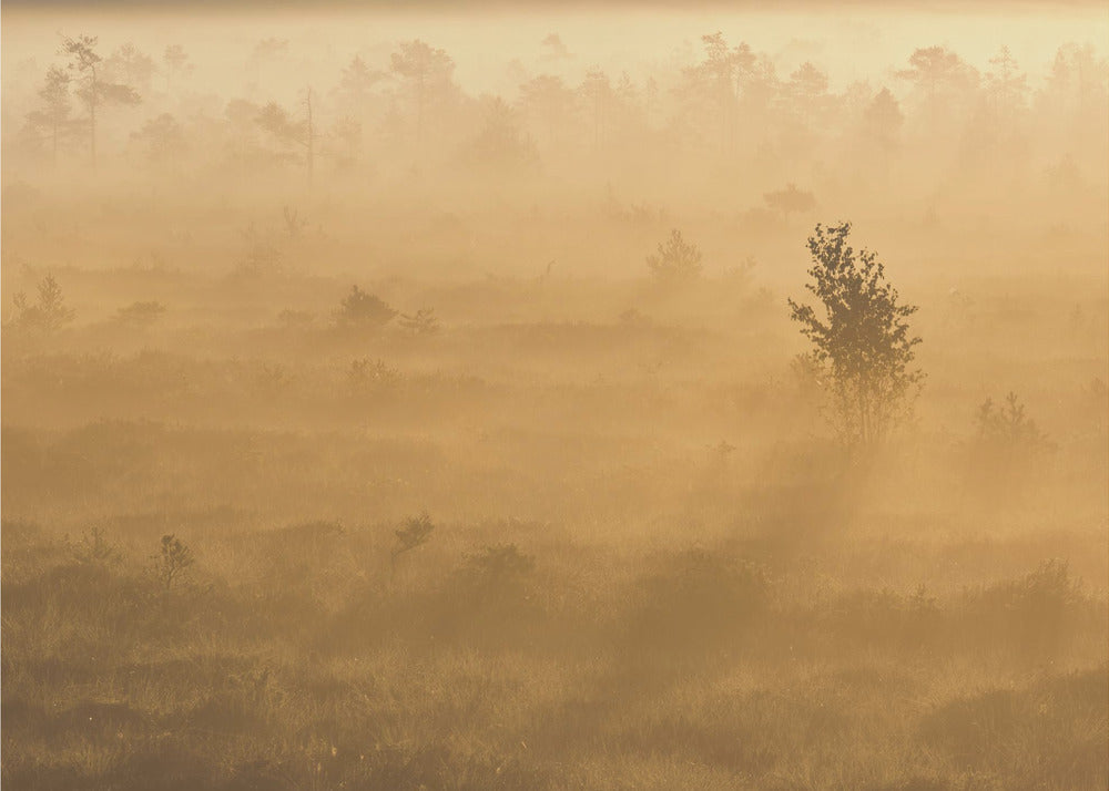 20220809  Dsf8029 2 | Wallpaper