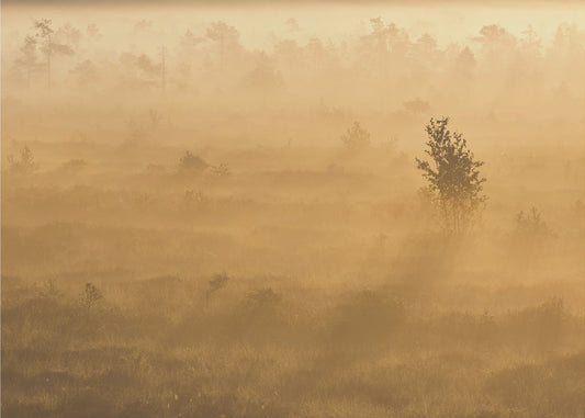 20220809  Dsf8029 2 | Wallpaper