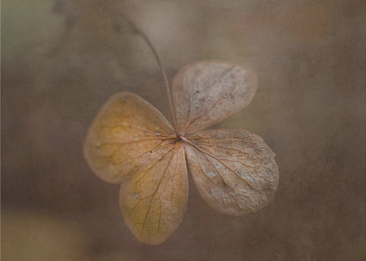 remains of the day | Poster