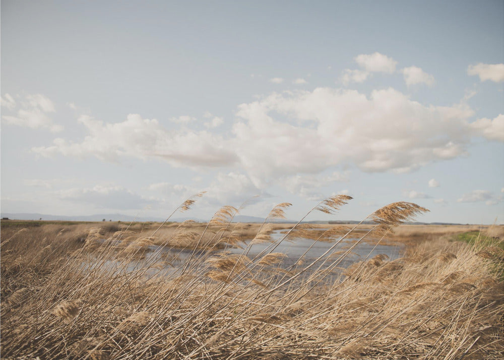 Marshland No.6 | Poster