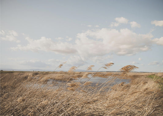 Marshland No.6 | Poster