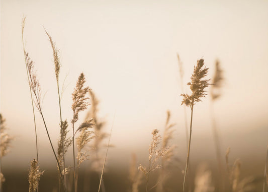 Marsh Grass No.2 | Canvas