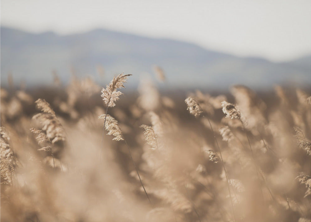 Marsh Grass No.11 | Wallpaper