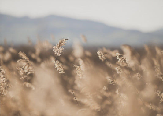 Marsh Grass No.11 | Canvas