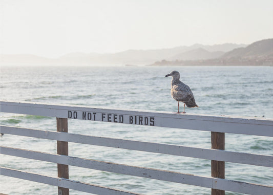 Do not feed birds | Canvas