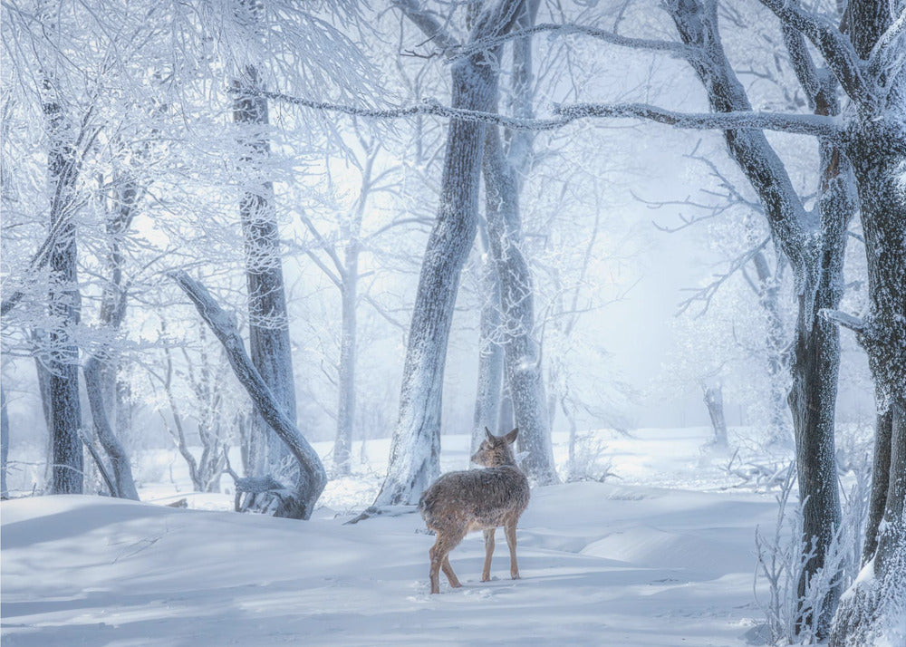 The Sika Deer in the Snowy Forest | Poster