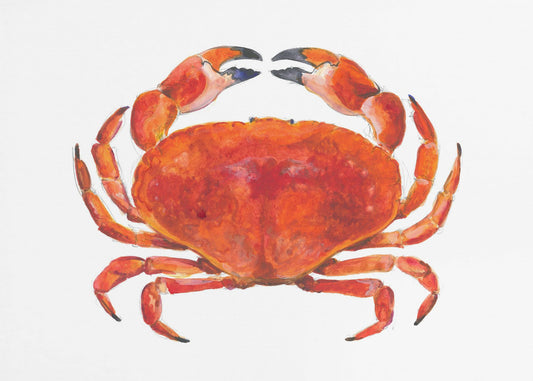 Realistic Red Crab | Poster