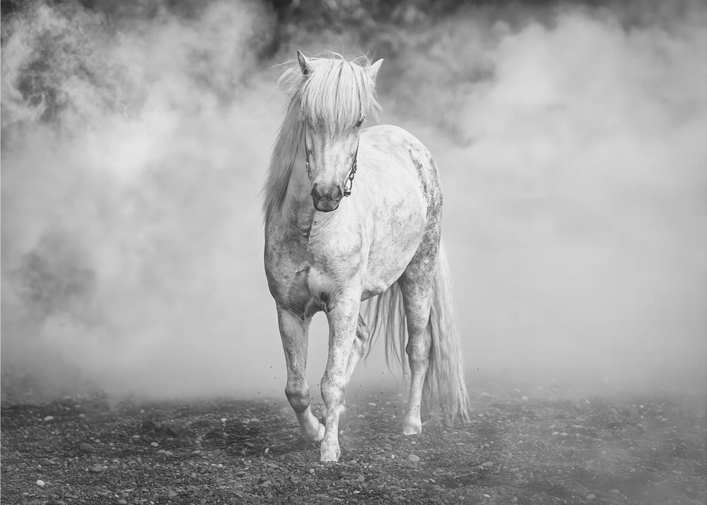 And there came a white horse | Poster