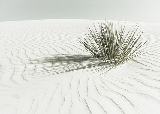 WHITE SANDS Vintage Dune | Poster