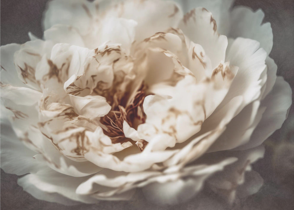 Petals of Serenity | Poster