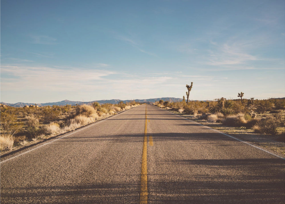 Joshua Tree Road | Canvas