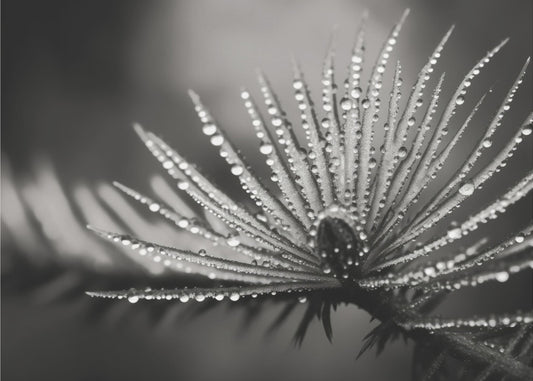 Dewy Elegance | Canvas