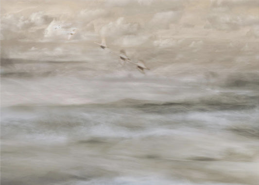 Swans over sea | Canvas