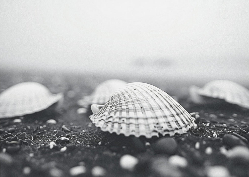 Seashell Serenity | Canvas