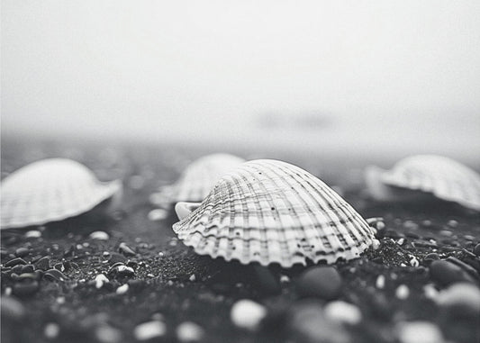 Seashell Serenity | Canvas