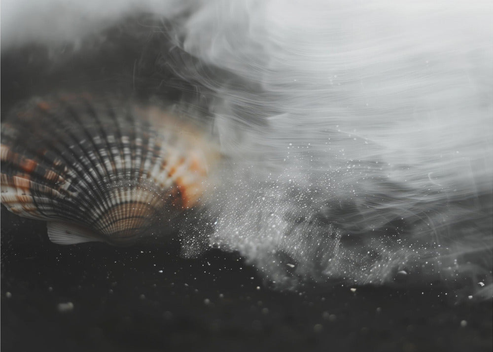 Whispering Shell | Canvas