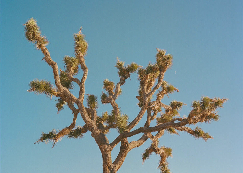 Joshua Tree Moon III | Canvas