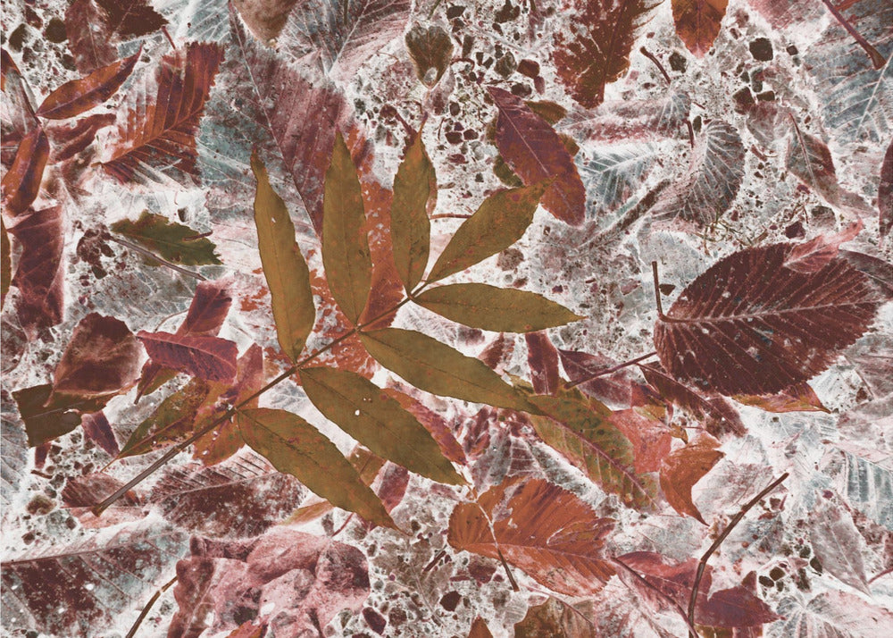 Autumn leaves | Poster