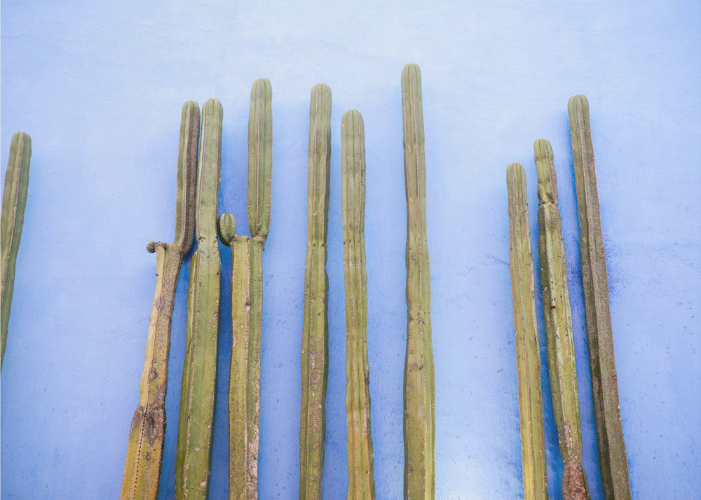 Tall Cacti on Blue | Oaxaca Mexico Travel | Canvas