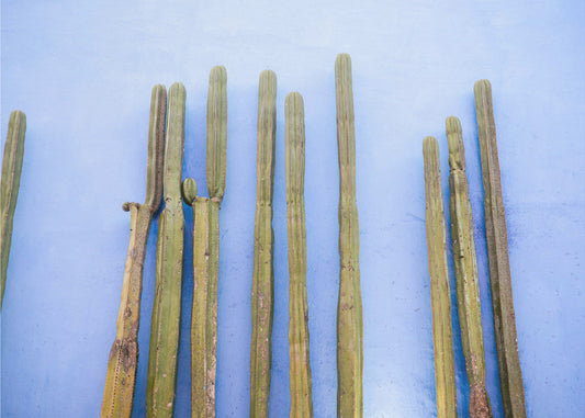 Tall Cacti on Blue | Oaxaca Mexico Travel | Canvas