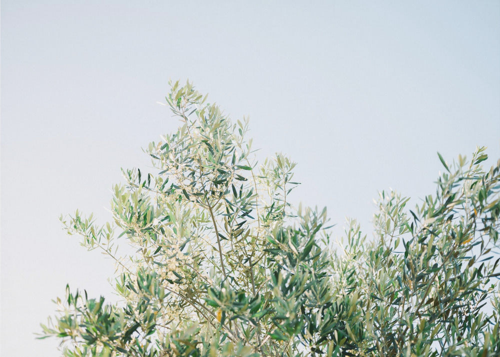Olives In Ostuni | Italy Travel Photography | Canvas