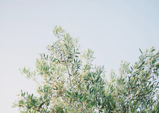 Olives In Ostuni | Italy Travel Photography | Canvas