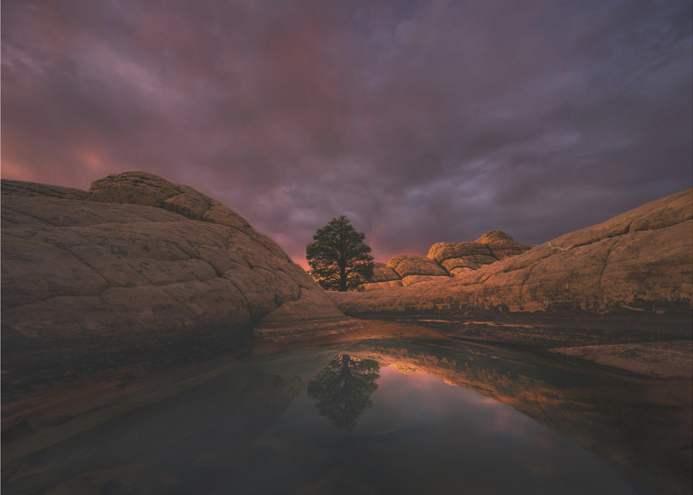 Morning Light | Poster