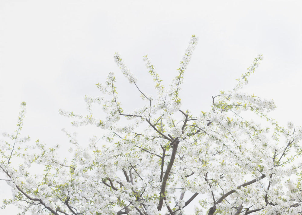 White Spring Tree 2 | Poster