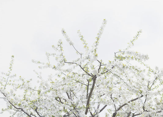 White Spring Tree 2 | Canvas